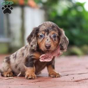 Laura, Dachshund Puppy